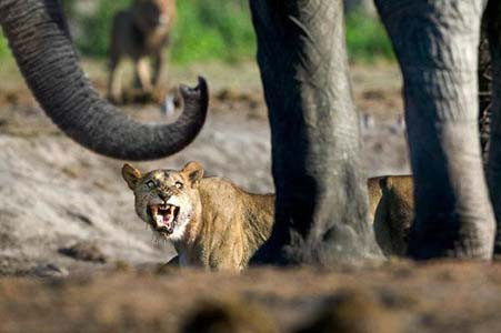 İşte doğadaki canlıların en vahşi halleri! - Resim: 4