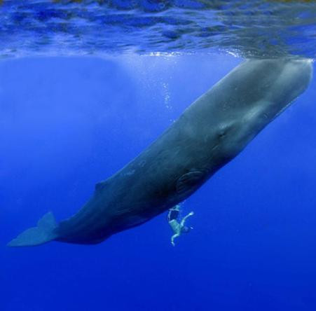 50 tonluk balinayla kafa kafaya - Resim: 3