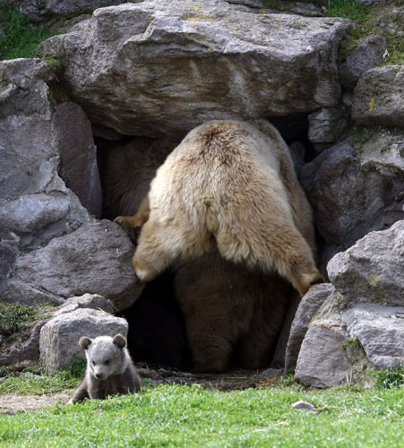 Türkiye'nin ilk yavruları - Resim: 2
