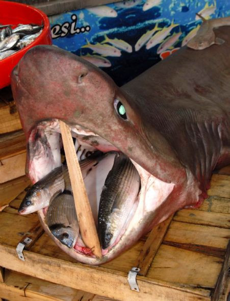 Bu canavarlar Ege'den çıktı! - Resim: 3