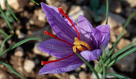 Bu bitkinin kilosu 20 bin lira - Resim: 1