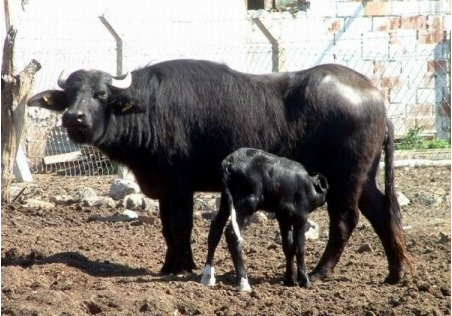 Bu işleri yapanlar paraya para demiyor - Resim: 3