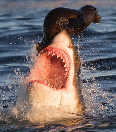 Ölüm makinesi bir anda ortaya çıkınca... - Resim: 1