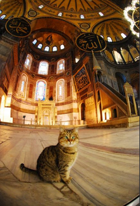Ayasofya'nın gizemli kedisi - Resim: 2
