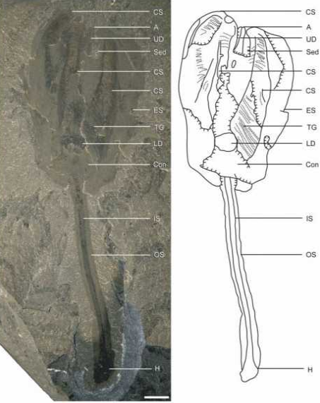 Hayvanlar aleminde 2012'nin en tuhaf keşifleri - Resim: 3