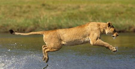 Anne aslan yavrularını böyle korudu - Resim: 4