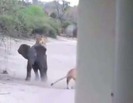 Aslanlar yavru file böyle saldırdı - Resim: 4