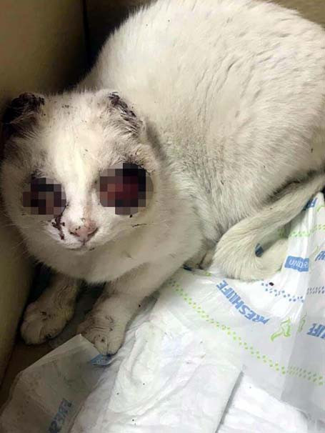 Gözleri oyulan kedi haberinde şok gelişme - Resim: 2
