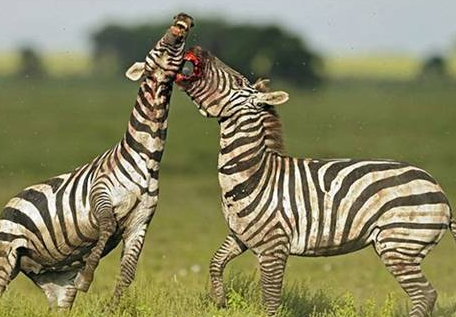 İşte saniye saniye zebraların kanlı savaşı - Resim: 2