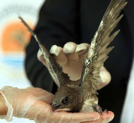 Çatıda bulundu! 23 günde 120 kilo yediler - Resim: 3