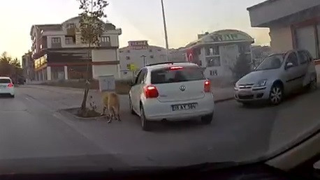 Otomobiline bağladığı köpeği dakikalarca sürükledi - Resim: 2