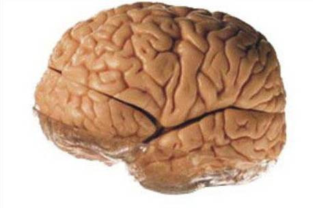 İnsan bedeniyle ilgili gerçekler - Resim: 2