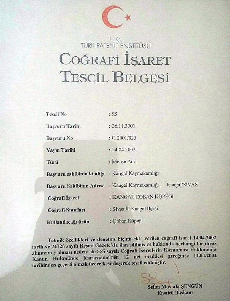 Sivas'a Kangal köpeği şoku! Toplantıda ortaya çıktı - Resim: 3