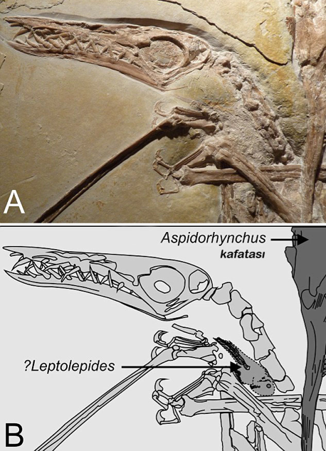 120 milyon yıllık fosil - Resim: 4