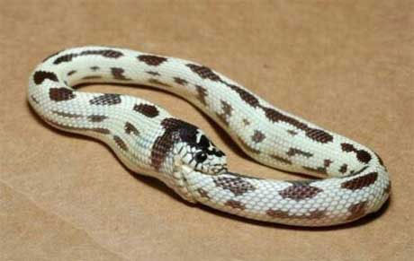 Tıklanma rekoru kıran kareler - Resim: 1