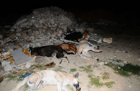 İstanbul'da katliam yaptılar - Resim: 1