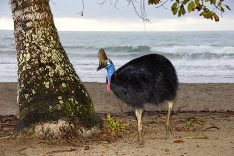 Dünyanın en tehlikeli kuşu: Cassowary - Resim: 3