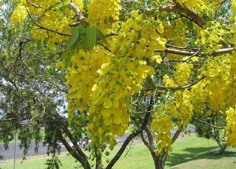 Bitki çaylarındaki şifa - Resim: 4