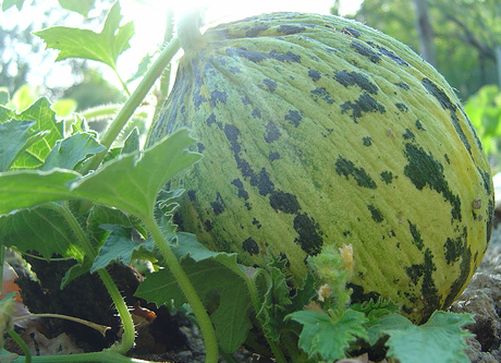 Kavun deyip geçmeyin! - Resim: 4