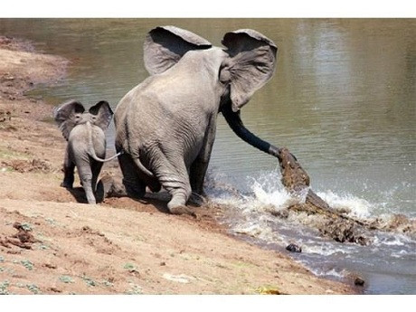 Timsahtan annesini böyle kurtardı - Resim: 2
