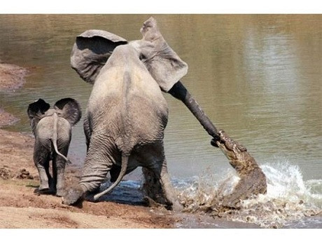 Timsahtan annesini böyle kurtardı - Resim: 4