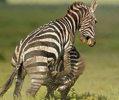 İşte saniye saniye zebraların kanlı savaşı - Resim: 4