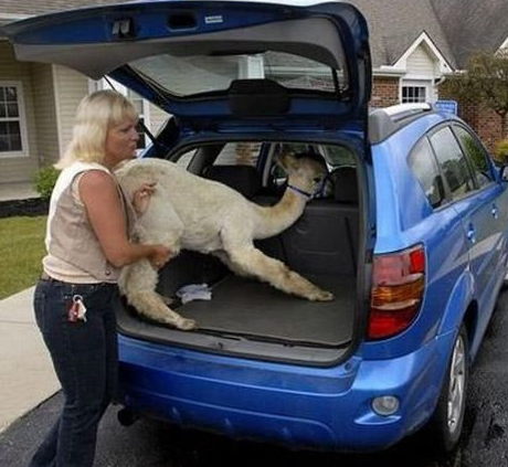 Günün kahkaha rekoru kıran kareleri - Resim: 4