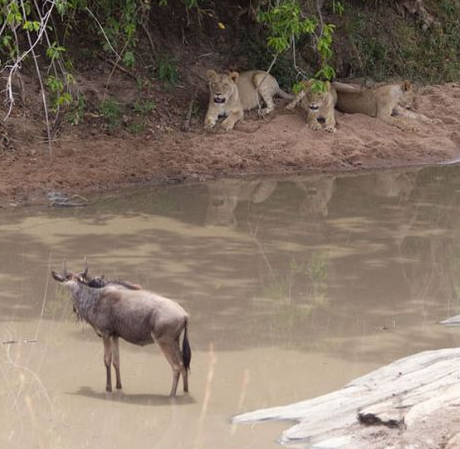 Av ile avcı yer değiştirince... - Resim: 4