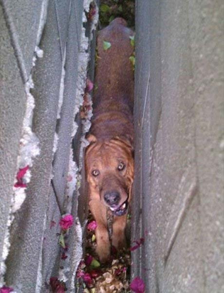 Fazla merakın başa bela olduğu anlar! - Resim: 1