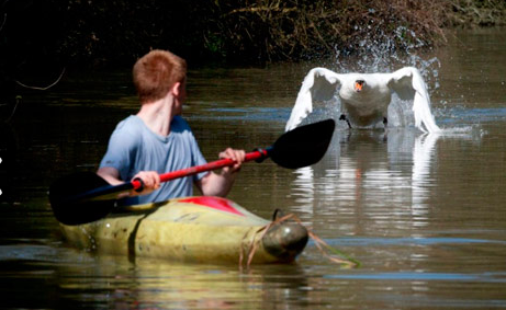 Hayvanların dehşet saçtığı anlar! - Resim: 4
