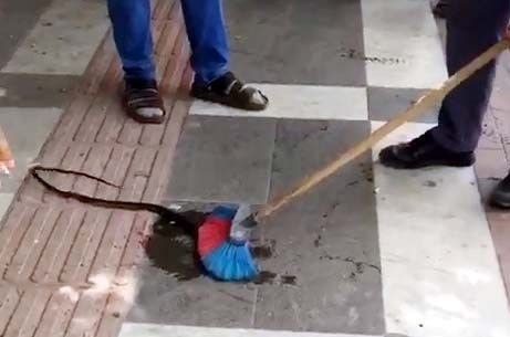 Şanlıurfa'da kahvehanede oturanların başına yılan düştü - Resim: 3