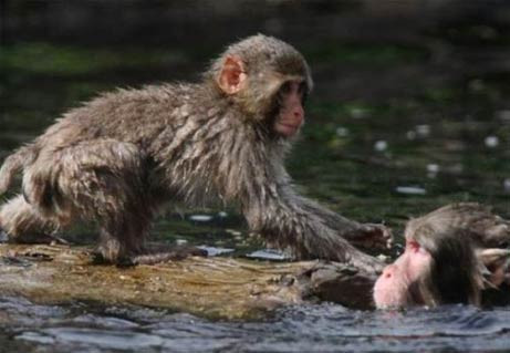 Nehire düşen yavrusunu böyle kurtardı - Resim: 3