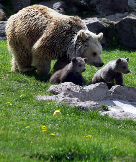 Türkiye'nin ilk yavruları - Resim: 1