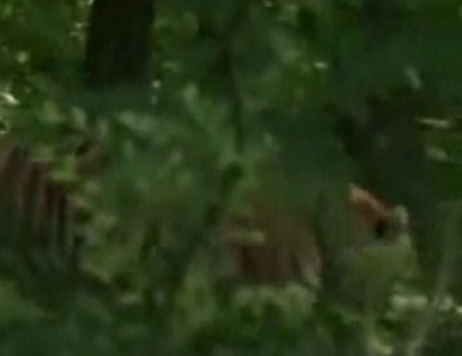 Kaplan boğayı böyle avladı - Resim: 2