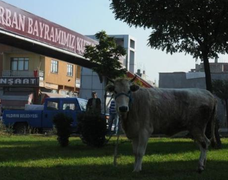 Ve yılın ilk danası kaçtı - Resim: 2