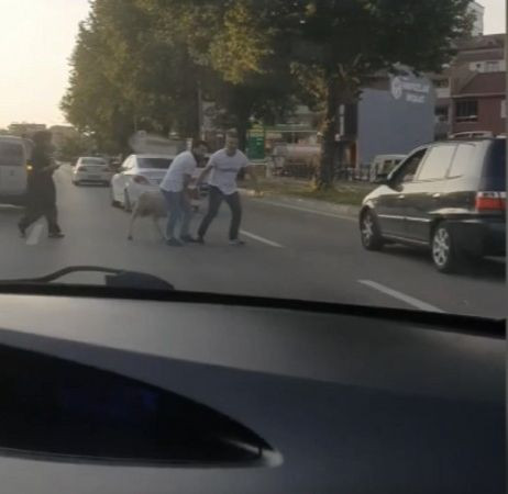 Bursa'da kaçan kurbanlık hayvanlar ortalığı birbirine kattı - Resim: 3