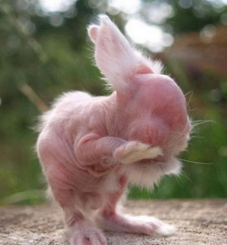 Bu hallerine şaşıracaksınız  - Resim: 3