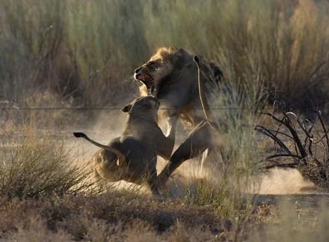 Doğanın vahşilerinin müthiş kapışması - Resim: 2