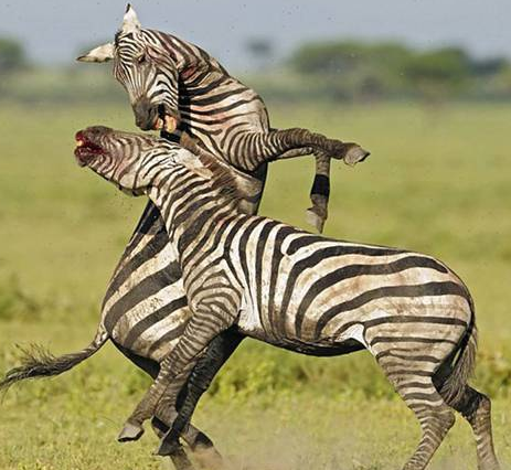 İşte saniye saniye zebraların kanlı savaşı - Resim: 1