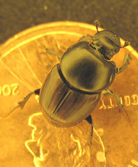 En güçlü böcek - Resim: 4