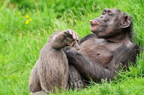 İnsan değil maymun! - Resim: 2