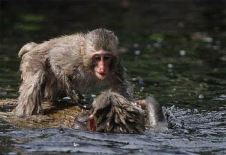 Nehire düşen yavrusunu böyle kurtardı - Resim: 4