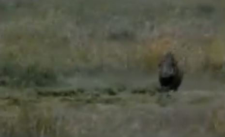 Aslanın domuz avı nefes kesti! - Resim: 3