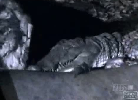 Aslanlarla timsahın ölüm kalım savaşı - Resim: 3