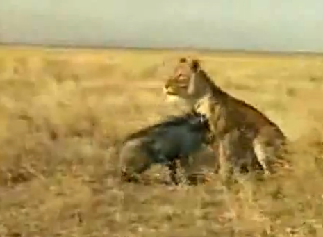 Domuz aslana kafa tutuyor! - Resim: 2