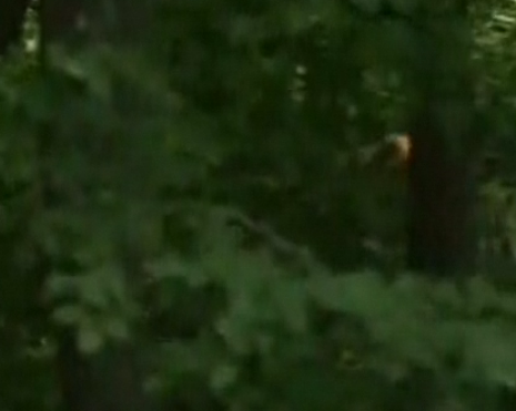 Kaplan boğayı böyle avladı - Resim: 1