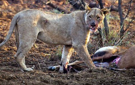 Avının hamile olduğunu görünce... - Resim: 3