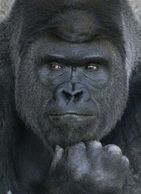 Herkes onu görmeye geliyor George Clooney ile kıyaslanıyor  - Resim: 2