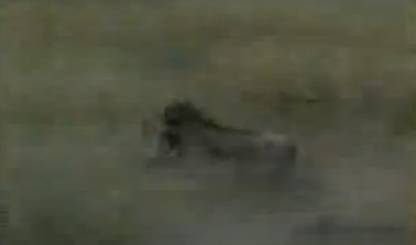 Aslanın domuz avı nefes kesti! - Resim: 4