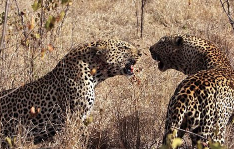 Doğanın vahşileri böyle avlandı - Resim: 4